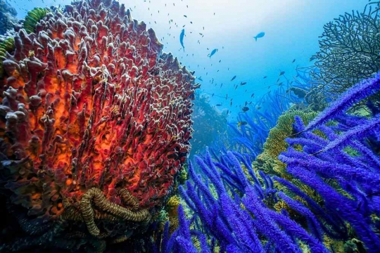 Cu Lao Cham - Preserving the unique marine ecology of Quang Nam.